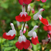 Salvia Hot Lips